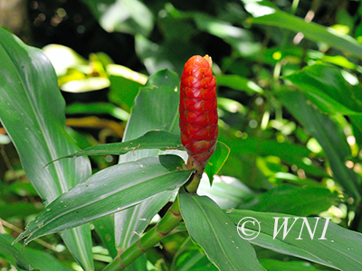 Spiral Ginger (Costus scaber)